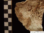 L_V20d5050 A16.78 R827 lR ta inner table of occipital with possible burning.JPG L_V20d5050 A16.78 R827 lR ta inner table of occipital with possible burning